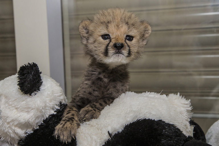 An Unlikely Friendship Between A Baby Cheetah And A Puppy That Will ...