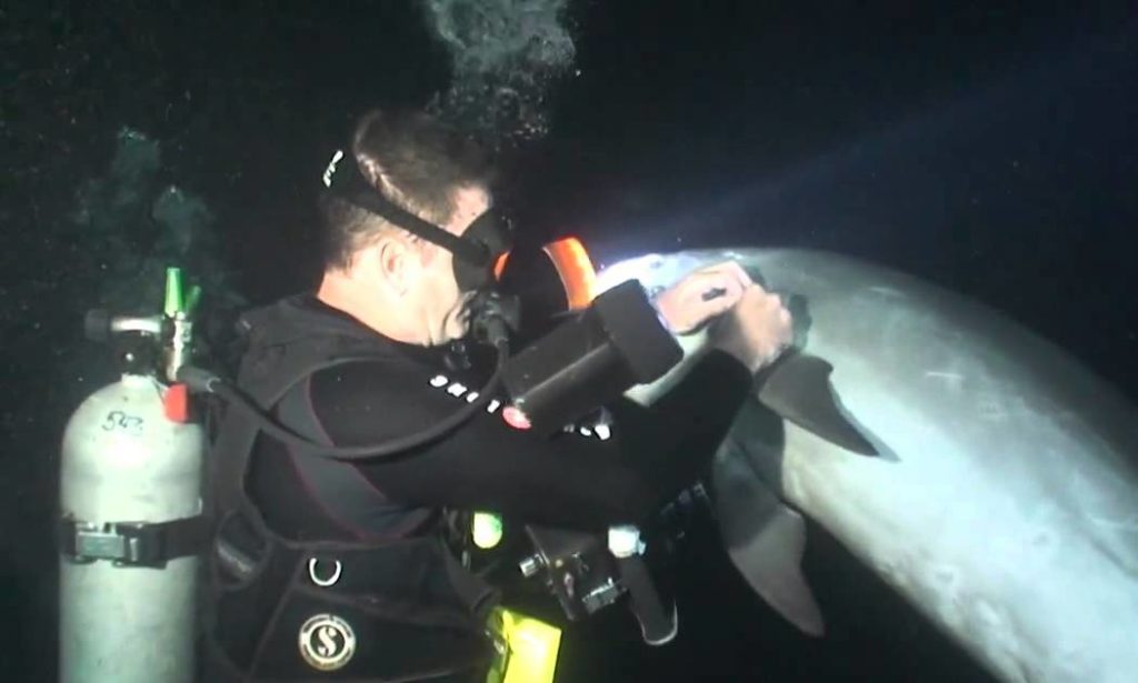 Injured Dolphin Approaches Divers For Help And Leaves Them Speechless ...